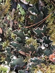 Peltigeraceae