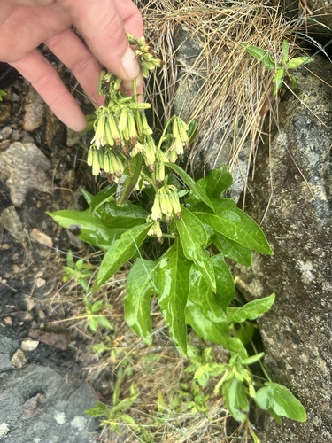 Nabalus trifoliolatus, photograph 2