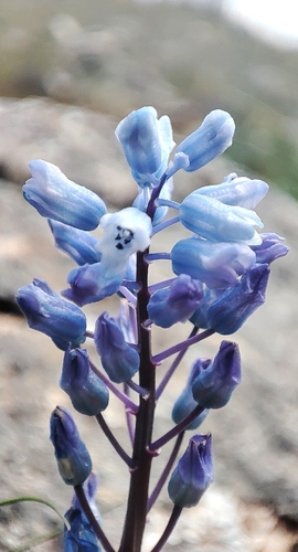 Hyacinthella leucophaea, photograph 1