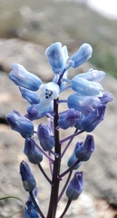 Hyacinthella leucophaea