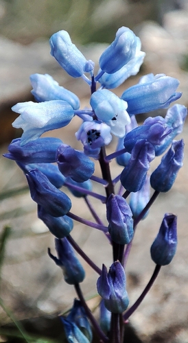 Hyacinthella leucophaea, photograph 2