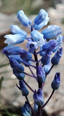 Hyacinthella leucophaea, photograph author not stated, no rights reserved