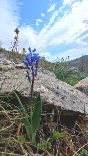 Hyacinthella leucophaea, photograph 3