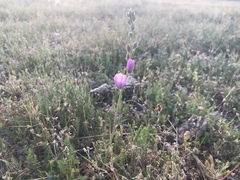 Sphaeralcea ambigua rosacea
