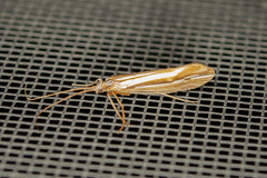 Psychoglypha