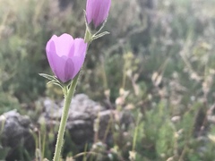 Sphaeralcea ambigua rosacea