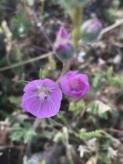Sphaeralcea ambigua rosacea