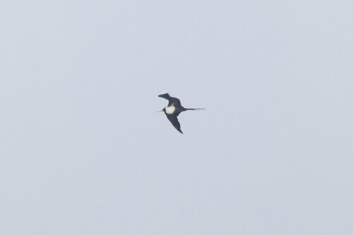 Lesser Frigatebird