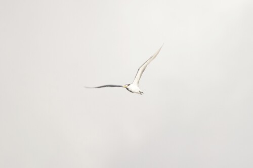 Great Crested Tern