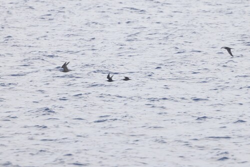 Black Noddy