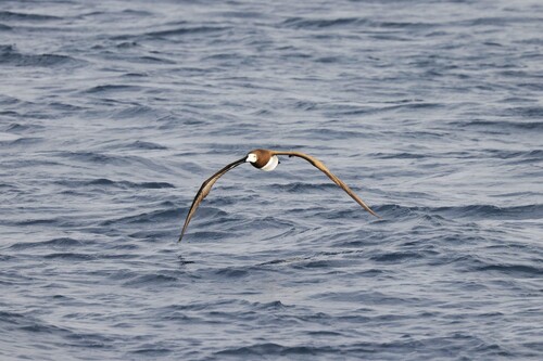 Brown Booby