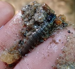 Nigronia