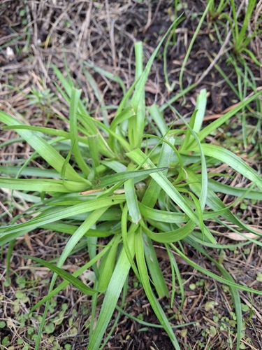 Juncus planifolius