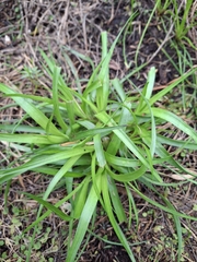 Juncus planifolius