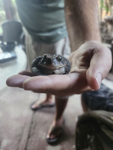 American Toad