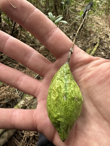 Passiflora adulterina