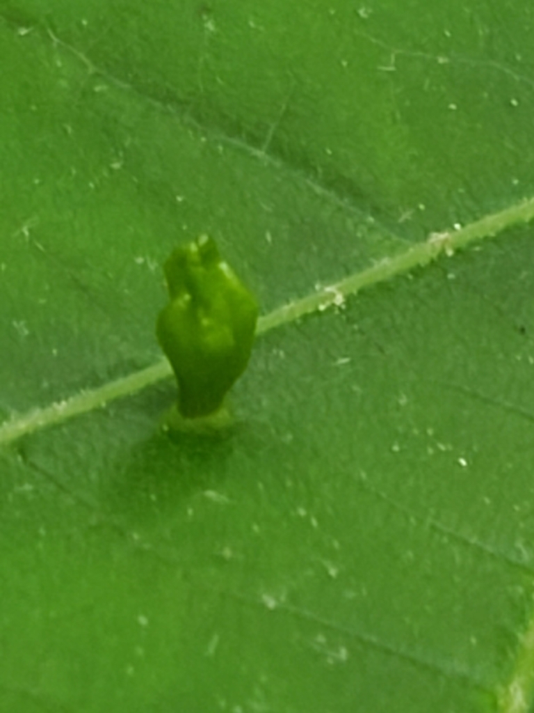 Phytoptus abnormis
