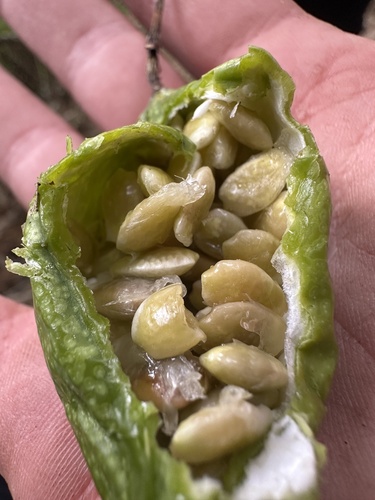 Passiflora adulterina, photograph 2