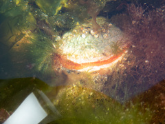 Pododesmus macrochisma