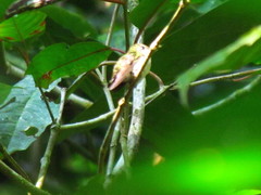 Microchera albocoronata