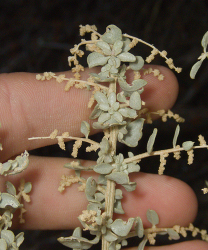 Atriplex torreyi, photograph 6