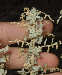 Atriplex torreyi, photograph (c) Spencer Hurt, some rights reserved (CC BY)