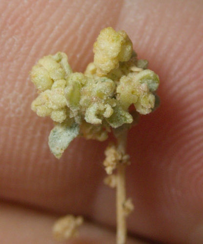 Atriplex torreyi, photograph 5