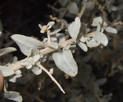 Atriplex torreyi, photograph (c) Spencer Hurt, some rights reserved (CC BY)