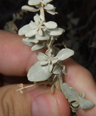 Atriplex torreyi, photograph (c) Spencer Hurt, some rights reserved (CC BY)