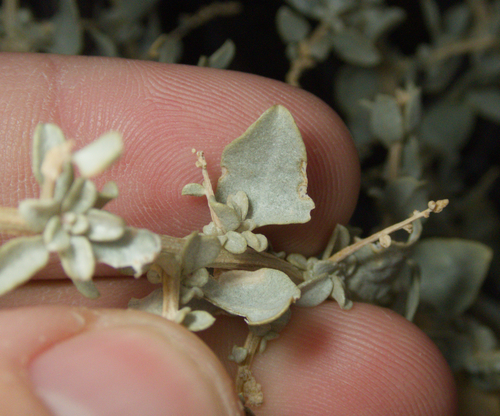 Atriplex torreyi, photograph 1