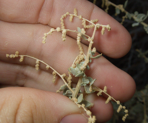 Atriplex torreyi, photograph 4