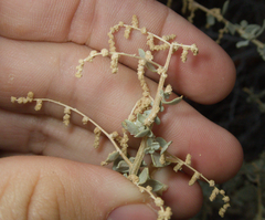 Atriplex torreyi, photograph (c) Spencer Hurt, some rights reserved (CC BY)