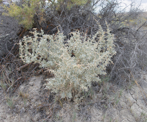 Atriplex torreyi