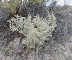 Atriplex torreyi