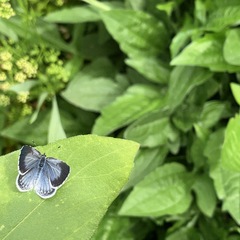 Celastrina argiolus
