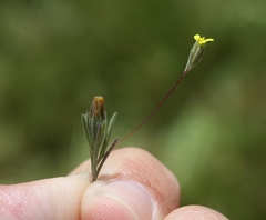 Rigiopappus leptocladus