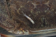 Temnocephalidae