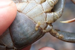 Temnocephalidae
