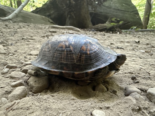 Eastern Box Turtle