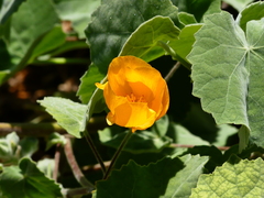 Abutilon palmeri