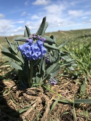 Mertensia oblongifolia