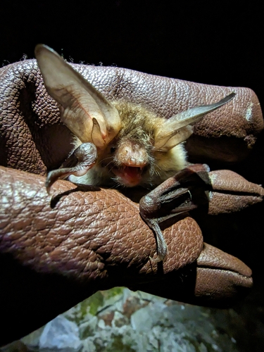 Bechstein's Myotis