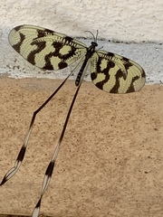 Nemoptera sinuata