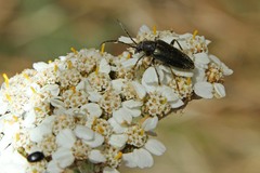 Brachysomida californica