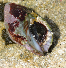 Muricoidea