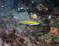 Pentapodus paradiseus