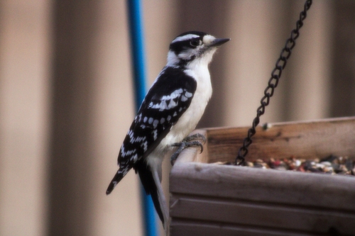 Downy Woodpecker