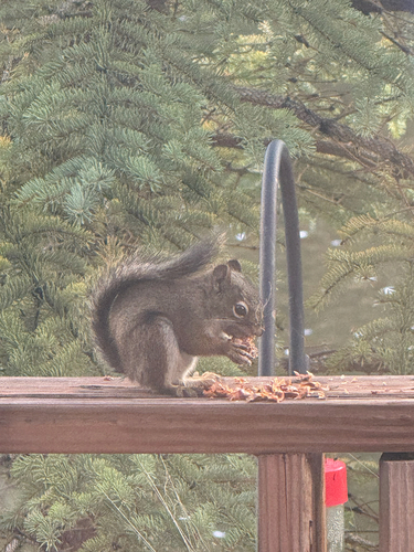 Fremont's Squirrel