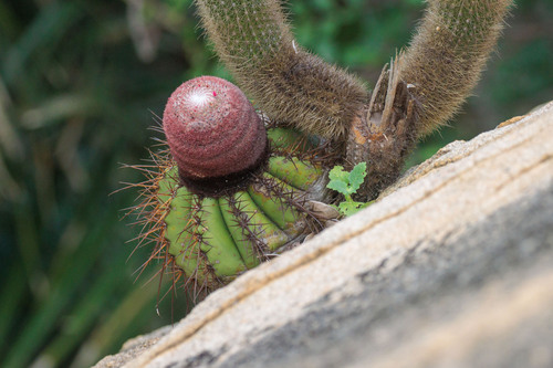 Melocactus ernestii
