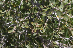 Quercus john-tuckeri